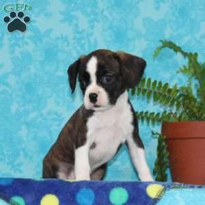 Barby, Boston Terrier Mix Puppy